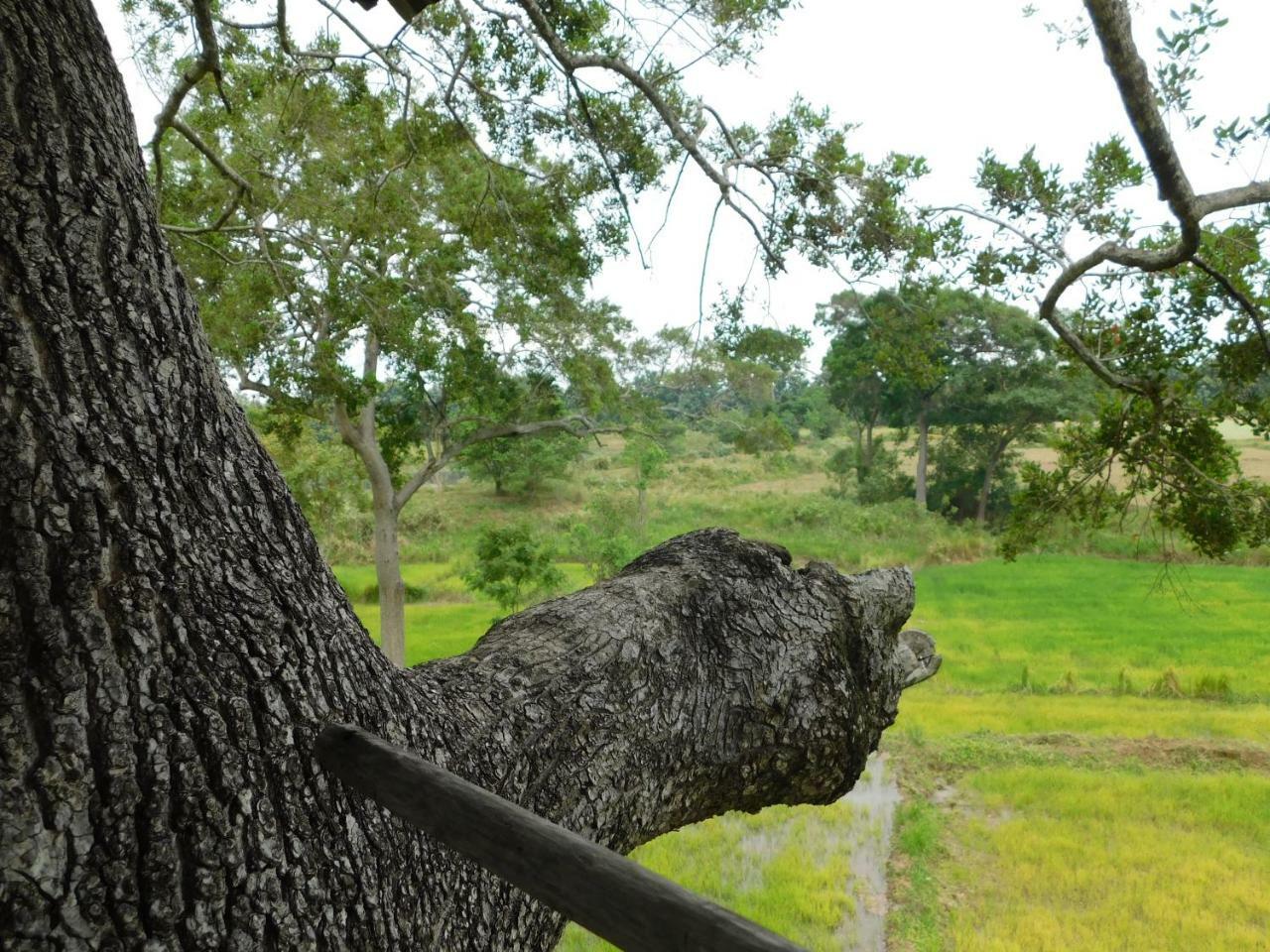 Galapita Eco Lodge Buttala Dış mekan fotoğraf